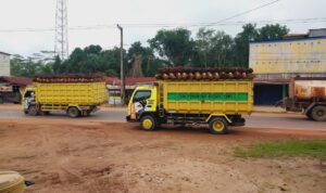 Falm Oil