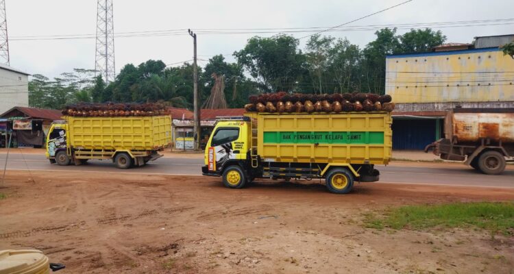 Falm Oil