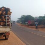 Harga Sawit Turun