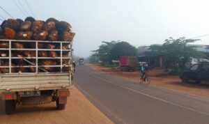 Harga Sawit Turun