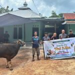 Bantuan Sapi