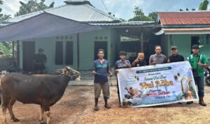 Bantuan Sapi