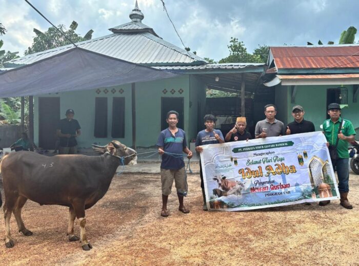 Bantuan Sapi