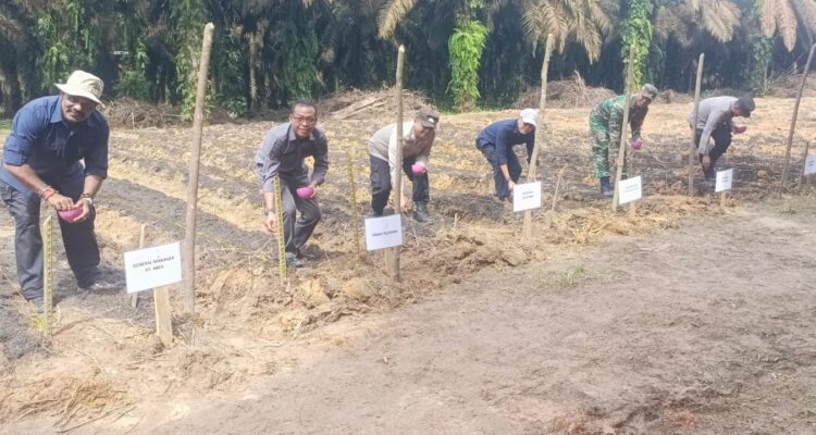 Tanam Jagung