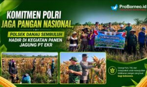 Komitmen Polri Jaga Ketahanan Pangan, Polsek Danau Sembuluh Hadir di Kegiatan Panen Jagung PT EKR