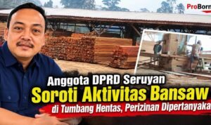 aktivitas bansaw kayu