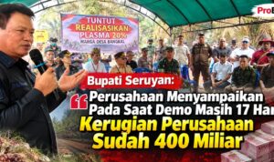 Bupati Seruyan: Perusahaan Menyampaikan Pada Saat Demo Masih 17 Hari Kerugian Perusahaan Sudah 400 Miliar realisasi plasma