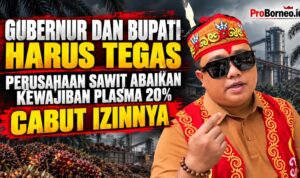 Gubernur dan Bupati Harus Tegas, Perusahaan Sawit Abaikan Kewajiban Plasma 20% Dicabut Izinnya cabut izin perusahaan
